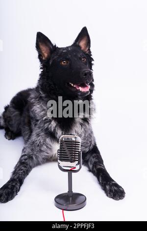 Ein wunderschöner Mudi-Hund singt in ein Mikrofon im Studiohintergrund Stockfoto