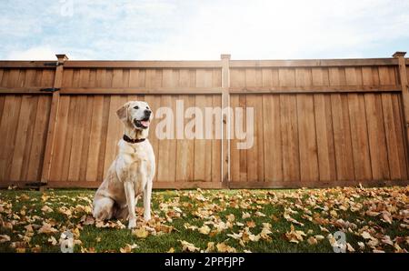 Der beste Freund des Mannes. Ein süßer labrador, der im Freien zwischen gefallenen Blättern auf dem Gras sitzt. Stockfoto