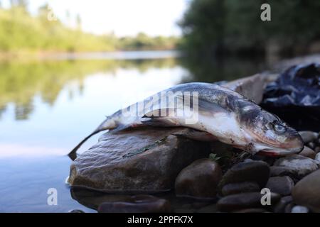 Toter Fisch auf Stein in der Nähe des Flusses. Umweltverschmutzungskonzept Stockfoto