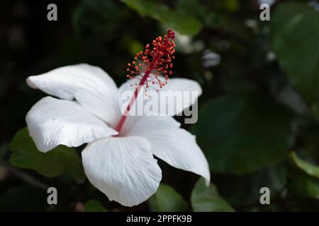 Blüten des Hibiscus arnottianus (Hawaiianischer weißer Hibiskus) oder des Hibiscus rosa-sinensis, auch bekannt als chinesischer Hibiskus. Schmale Schärfentiefe Stockfoto