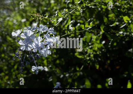 Blüten der Plumbago auriculata, Umhang-Bleikraut oder blauer Plumbago in einem Garten Stockfoto