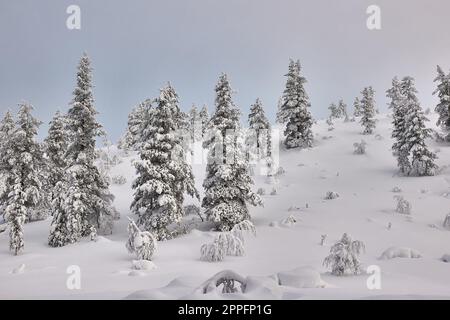 Winter Snowy Landscape, Nordfinnland Stockfoto