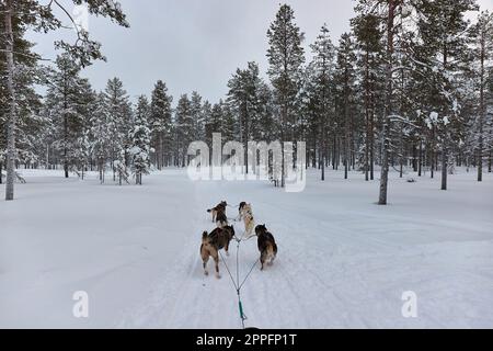 Hundeschlittenfahrt im Winter arktischen Wald Stockfoto