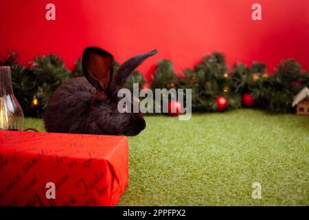 Schwarzes Kaninchen-Symbol 2023 Chinesischer Kalender, Neujahrsgruß, Weihnachtskarte, Textbereich, roter Hintergrund. Wunderschöner Hase auf Banner, dekorierter Weihnachtsbaum Stockfoto