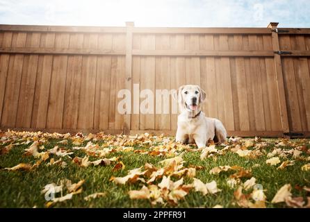 Ich warte nur darauf, dass ich ein guter Junge bin. Ein süßer labrador, der im Freien zwischen gefallenen Blättern auf dem Gras sitzt. Stockfoto