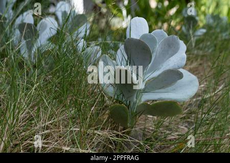 Cotyledon Orbiculata, gemeinhin auch bekannt als Schweinelohr oder Nabelwürze mit rundem Blattmuster, wächst im Gras Stockfoto