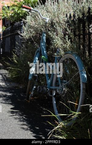 Blaues Damenfahrrad mit weißen Reifen steht auf dem Bürgersteig vor einem Zaun. Zwischen den Sträuchern des Zauns wachsen Sträucher Stockfoto