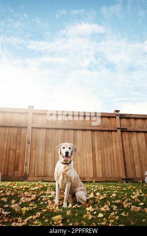 Hunde können jeden Tag aufhellen. Ein süßer labrador, der im Freien zwischen gefallenen Blättern auf dem Gras sitzt. Stockfoto