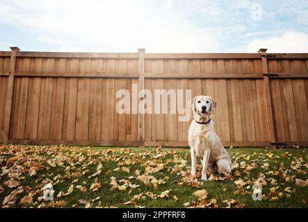Der süßeste Hund der Stadt. Ein süßer labrador, der im Freien zwischen gefallenen Blättern auf dem Gras sitzt. Stockfoto