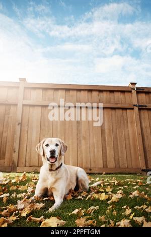 Komm mit in den Herbstblättern. Ein süßer labrador, der im Freien zwischen gefallenen Blättern auf dem Gras sitzt. Stockfoto