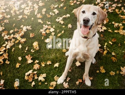 Streichel mich bitte. Ein süßer labrador, der im Freien zwischen gefallenen Blättern auf dem Gras sitzt. Stockfoto