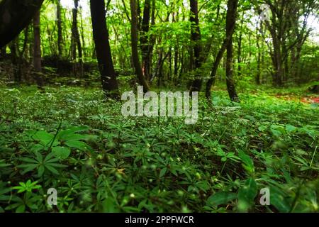 woodruff pflanzt in einem grünen Wald Stockfoto