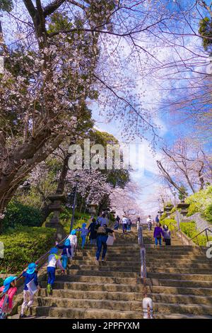 Kirschbaum in voller Blüte von Ikegami Honmonji Stockfoto