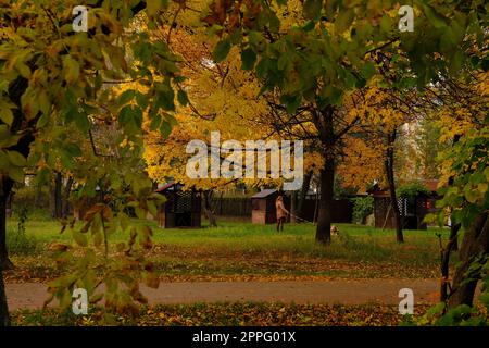 Frau, die mit einem Hund im Herbstpark mit orangefarbenem und gelbem Laub im Alter von etwa 40 Jahren spaziert, Konzept von Herbstspaziergängen mit Haustieren Stockfoto