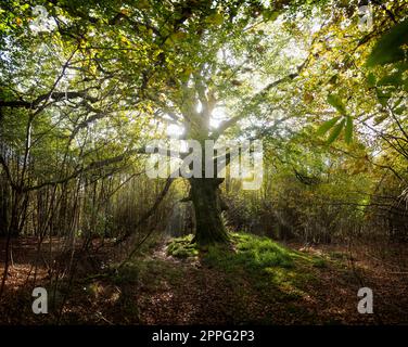 Ein alter Buchenbaum im Sommer auf Welshbury Hill in Gloucestershire, von der Sonne beleuchtet und von kleineren Bäumen umgeben, in der englischen Landschaft Stockfoto