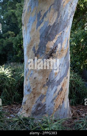 Wunderschönes Muster mit Blau und Braun auf der Rinde eines Eukalyptusbaums in einem Park in Melbourne, Australien Stockfoto