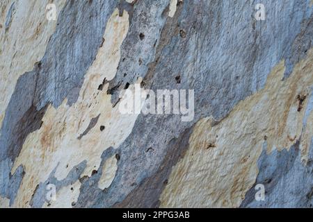 Nahaufnahme eines wunderschönen Musters mit Blau und Braun auf der Rinde eines Stamms eines Eukalyptusbaums in Melbourne, Australien Stockfoto