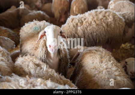 Nahaufnahme eines Schafes im Stall mit Blick auf die Kamera. Stockfoto