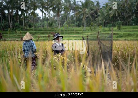 Frauen ernten Reis manuell, trocknen den Reis. Bali. Stockfoto