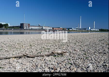 Köln, Deutschland 11. August 2022: Die Ford Motor Company in köln bei niedrigem Wasserstand am rhein Stockfoto