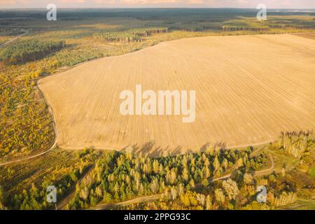 Plantage Aus Der Vogelperspektive Mit Young Green Forest In Der Nähe Der Ländlichen Feldlandschaft. Draufsicht Auf Den Neuen Jungwald. Europäische Natur Von Der Hohen Einstellung In Der Herbstsaison Stockfoto