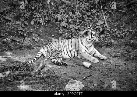 sibirischer Tiger, schwarz-weiß, entspannt auf einer Wiese. Mächtige Raubkatze. Stockfoto