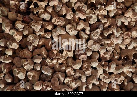 Schädel und Knochen in einer Wand Stockfoto
