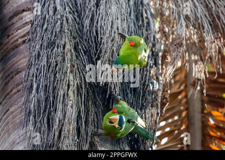 Nahaufnahme von zwei Rotbauch-Macaws, die kopfüber in Palmenstränden klettern, San Jose do Rio Claro, Mato Grosso, Brasilien Stockfoto