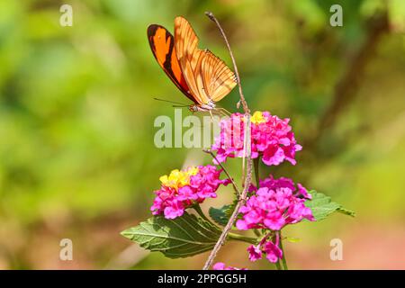 Orange-schwarzer tropischer Schmetterling, der an einer rosafarbenen Blüte saugt, mit gelbem Oberteil, Unschärfe-Effekt, Amazonien, San Jose do Rio Claro, Mato Grosso, Brasilien Stockfoto