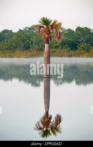 Wunderschöne Spiegelung einer Palme in einer Amazonischen Lagune in Morgenstimmung, Amazonien, San Jose do Rio Claro, Mato Grosso, Brasilien Stockfoto