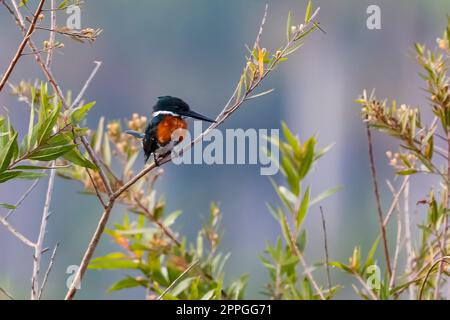 Grüner Kingsfisher, der auf einem winzigen Buschzweig vor unscharfem Hintergrund im Morgenlicht sitzt, Amazonien, San Jose do Rio Claro, Mato Grosso, Braz Stockfoto