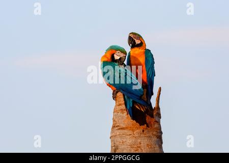 Nahaufnahme von zwei blau-gelben Aras, die auf einem Palmstumpf sitzen, einer aufrecht, einer zum Reinigen, gegen den hellblauen Himmel, Amazonien, Sa Stockfoto