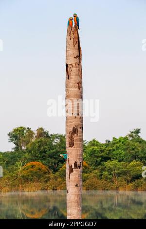 Hoher Palmenstumpf in einer Amazonischen Lagune mit Morgennebel und blau-gelben Aras, ein Ara, der aus einem Baumloch in Brasilien schaut Stockfoto