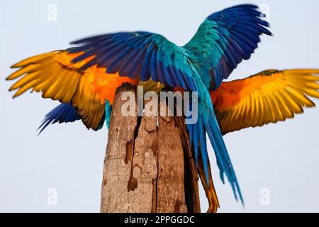 Zwei blau-gelbe Ara-Flügel, vorne und hinten, auf einem Palmstumpf, Amazonia, San Jose do Rio Claro, Mato Grosso, Brasilien Stockfoto