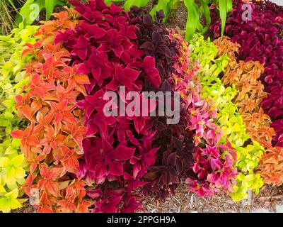 Nahaufnahme von coleus Blätter Stockfoto