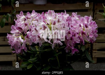 Rhododendron-Blüten Stockfoto