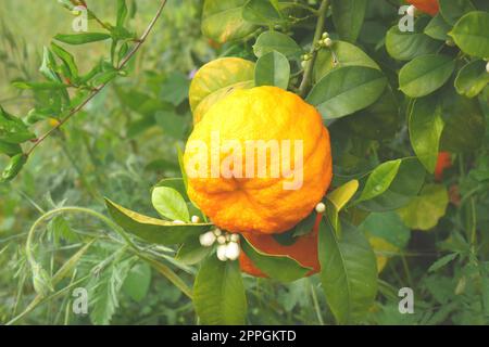 Mandarinenorange, Citrus reticulata, wächst auf einem Baum, Episkopi, nahe Paphos, Republik Zypern Stockfoto