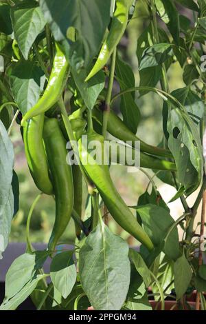 Aus eigenem Anbau Grüne und rote Türkische Peperoni schmecken nicht