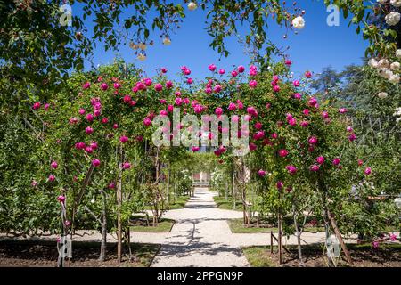 Rosenpergola in einem französischen Garten Stockfoto