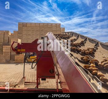 Frisch gepflückte Kartoffeln Stockfoto