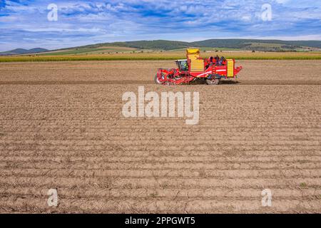 Mähdrescher erntet Kartoffeln Stockfoto