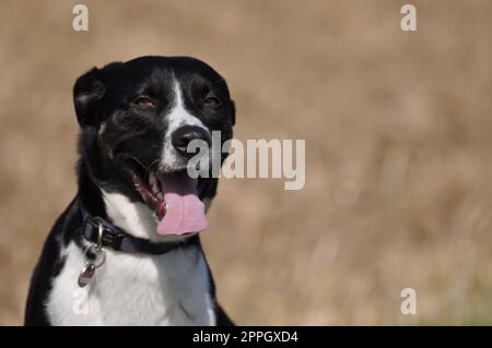 Mischhund mit schwarzem und weißem Pelzgrinsen vor der Kamera Stockfoto