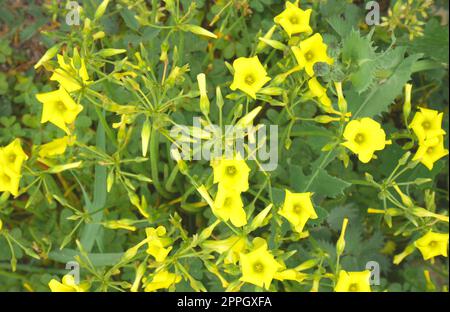 Invasive, nicht heimische Blumenarten, Oxalis pes-caprae, Bermuda Butterblume, die auf einem Feld, Episkopi, nahe Paphos, Republik Zypern, wachsen Stockfoto