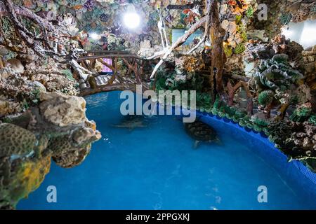 Meeresschildkröten schwimmen im Wasserteich am penghu-Tempel Stockfoto