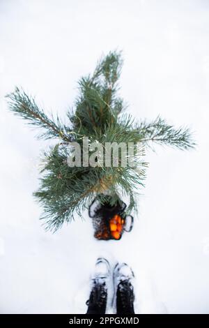 Orangefarbene Tangerinen, die in einem Sack im Schnee im Wald liegen, zusammen mit einem Korb mit Pinienzweigen. Blick von oben. Stockfoto