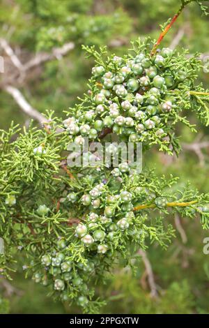 Phönizische Wacholder, Juniperus phoenicea, Avakas-Schlucht, Halbinsel Amakas, Republik Zypern Stockfoto