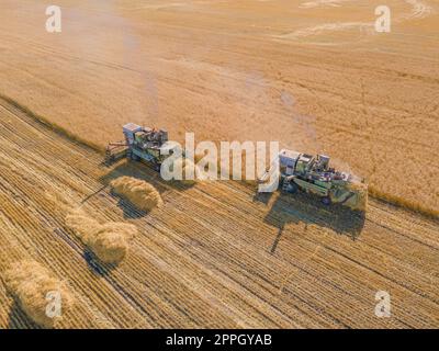 Ernte Weizenkörner und Erntegut aus der Vogelperspektive. Ernte von Weizen, Hafer, Gerste auf Feldern, Ranches und farmlands.Combines m Mähen im Erntemaschinen field.Agro-industry.Combine mit Weizenfeilen. Maschinenernte Stockfoto