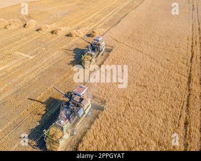 Ernte Weizenkörner und Erntegut aus der Vogelperspektive. Ernte von Weizen, Hafer, Gerste auf Feldern, Ranches und farmlands.Combines m Mähen im Erntemaschinen field.Agro-industry.Combine mit Weizenfeilen. Maschinenernte Stockfoto