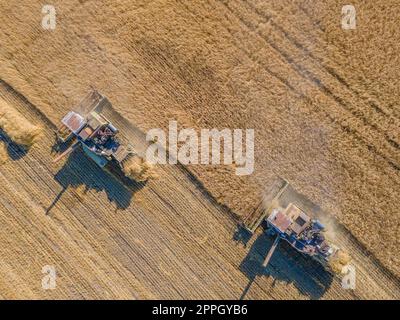 Ernte Weizenkörner und Erntegut aus der Vogelperspektive. Ernte von Weizen, Hafer, Gerste auf Feldern, Ranches und farmlands.Combines m Mähen im Erntemaschinen field.Agro-industry.Combine mit Weizenfeilen. Maschinenernte Stockfoto