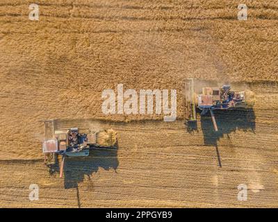 Ernte Weizenkörner und Erntegut aus der Vogelperspektive. Ernte von Weizen, Hafer, Gerste auf Feldern, Ranches und farmlands.Combines m Mähen im Erntemaschinen field.Agro-industry.Combine mit Weizenfeilen. Maschinenernte Stockfoto